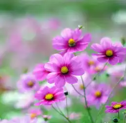 2个月内正财旺盛,打工能升官,生意定兴隆,成为人生赢家的生肖