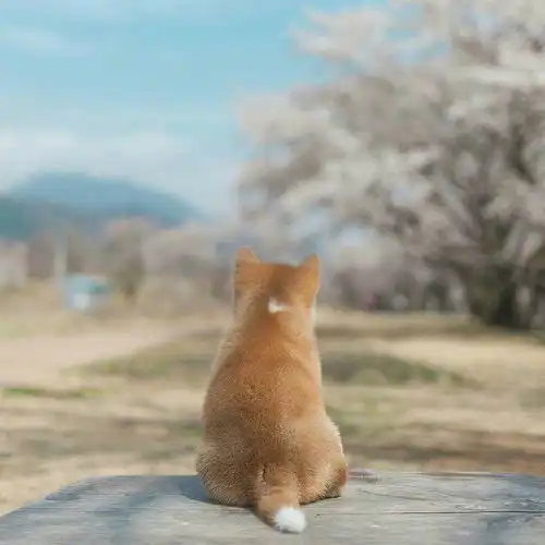 有哪些好看的动物图片可以作为头像