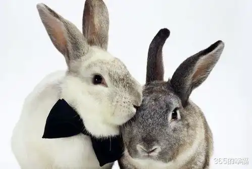 生肖兔,事业会有很大的转机,不适宜做重大决定