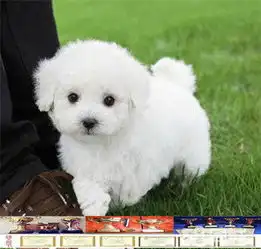 卷毛比熊犬狗宠物狗交易,价格,发布信息第5页网上114