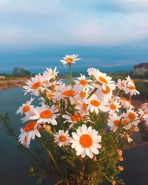 早安正能量简单一句话带图片,读完让你元气满满