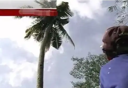 菲律宾男子与别人吵架后,害怕被人砍死,爬椰子树上待3年不下来