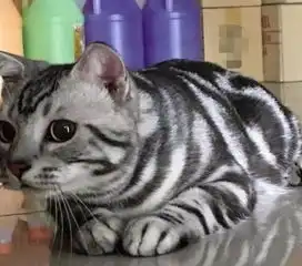 店里混入一只斑马猫,摸头后变身小狗,萌哭了