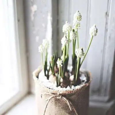 皇家国际网站app