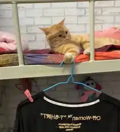 生活在男生宿舍的猫真的太累了