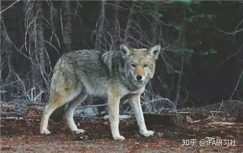 狼图腾教给投资理财者的10条启示