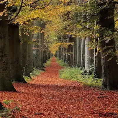 带来好运的头像,树林小路高清风景图片