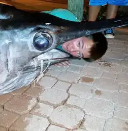 一周美捕全白眼镜蛇