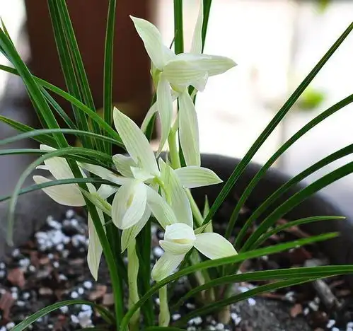 养兰花关键在根,根壮花自好,修剪追肥有门道,这3点藏不住