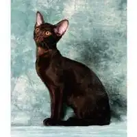 暹罗猫有没有纯黑色的