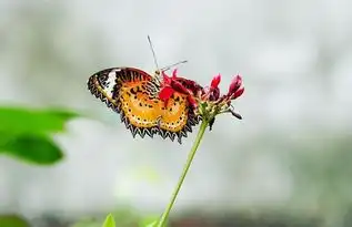 在家不做家务的3个生肖男,妻子当牛做马,在家当大爷