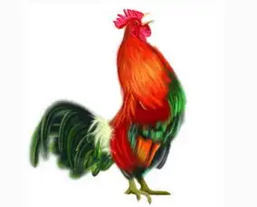 属鸡天蝎座男生的性格特点