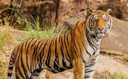 为啥老虎狮子不敢轻易攻击大熊猫其实它曾有个霸气侧漏的名字