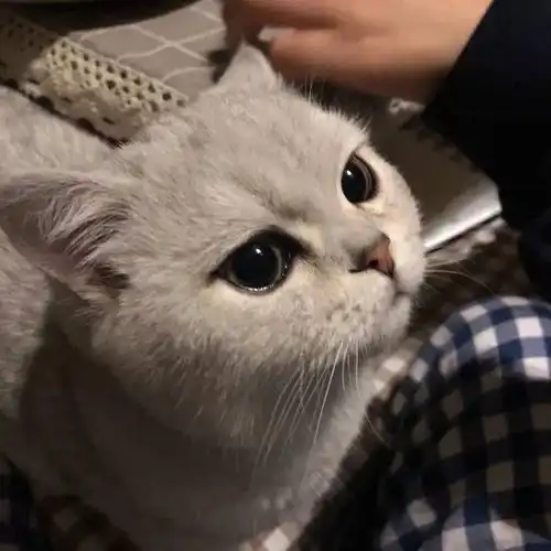 有没有看上去酷酷的男生猫头像