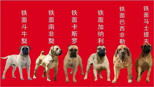 猛犬中的铁面,个个都是肌肉男,威武霸气