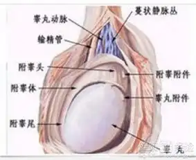 前列腺炎包括精囊炎吗