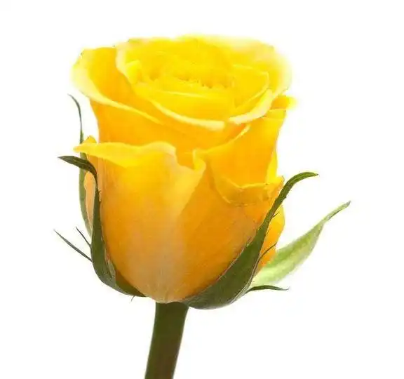 1月,喜鹊登门送惊喜,4大生肖好运附身,招财添贵旺家业