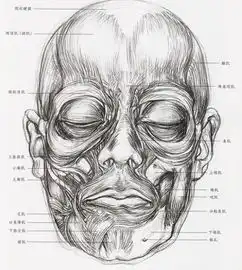美术生联考冲刺丨素描男女脸部肌肉刻画解析和范画欣赏