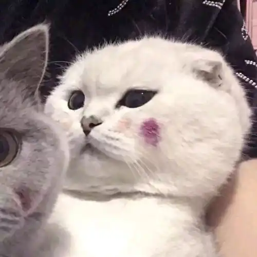 有没有好看女女情头最好是动漫的