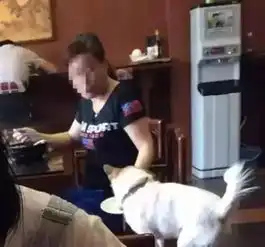 主人用餐厅盘子喂狗,邻桌和网友全炸了