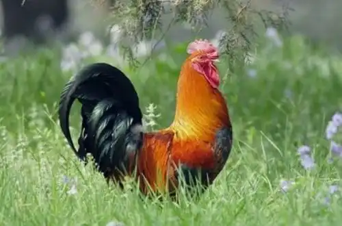 10月下旬开始财源滚滚,事业喜获丰收,十人有九富的4大生肖