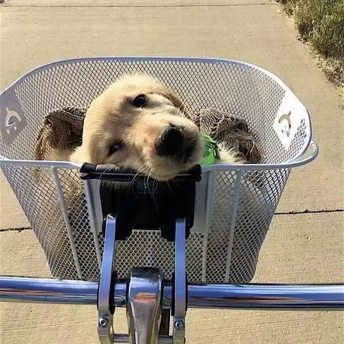 有没有关于狗头像