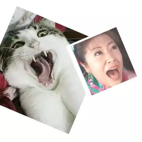 直到猫去世7年后,我才知道它也爱着我猫咪