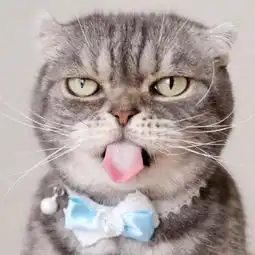 社会我猫哥,喵狠话不多,这个小眼神就问你怕不怕