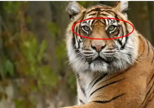 水浒传武松打虎,为啥老虎要叫吊睛白额大虫吊睛大虫啥意思