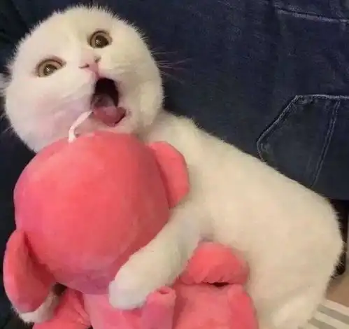 你别想拿走喵星人的玩具娃娃,宝宝就是任性