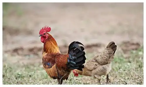 101岁高僧说了69年生肖鸡12月初要大难临头,能躲过后福无穷