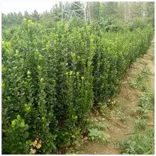 泰安北海道冬青树苗价格大叶黄杨树苗价格80公分一米以上冬青树苗价格图片大全