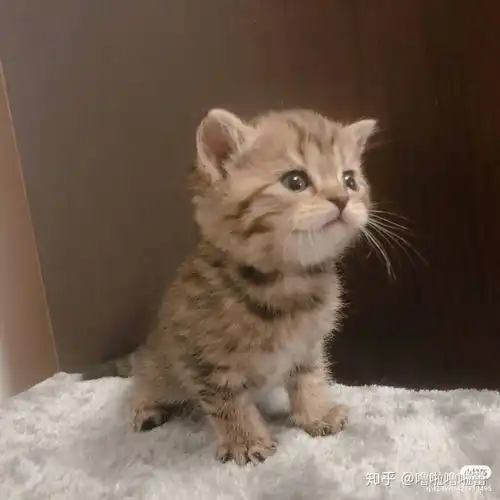 怎么感觉像狸花猫他的父母都是银渐层,700块,好亲啊,这个是金渐层吗