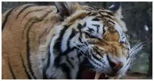 骗了我们20年98版武松打虎老虎竟是真的,还买了10万保险