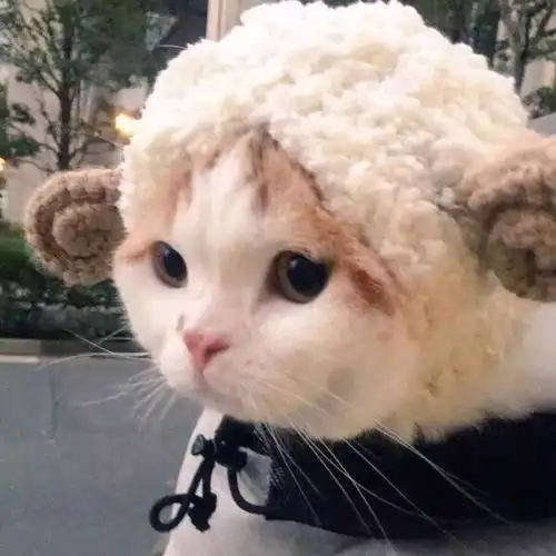 萌系头像和一个心爱的人,养一条狗养一只猫