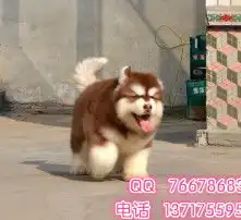 黄页88高清图片