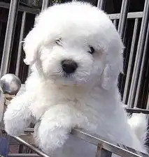 标题深圳哪里有卖纯种比熊犬专业繁殖法国卷毛比熊小狗