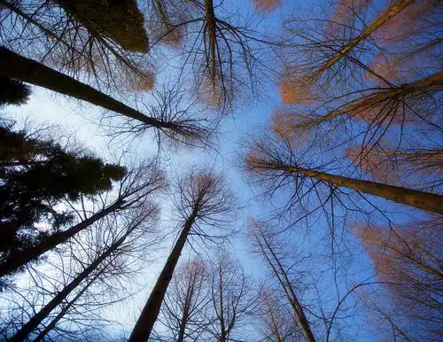 拍出宠物萌照不容易两分钟教你快速上手