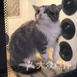 电话地址价格营业时间丁字桥宠物店团购武汉宠物