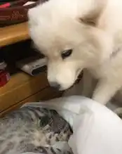 狸花猫做月子,萨摩耶在旁边当月嫂答应我的狗粮一粒也不能少