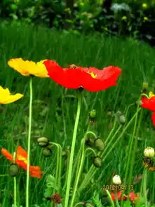 佳能sx210拍花打鸟加上风景,真是不错的口袋相机