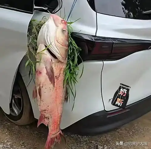 火到月球了山东男子逮条大鱼,绑在车上拉回家,网友评论绝了