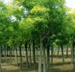 河北国槐国槐供应国槐批发价格厂家图片