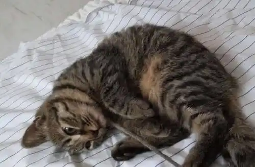 主人下班后误认为家中有贼,进屋看到猫咪身上哭笑不得