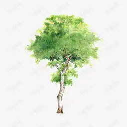 手绘树木图片透明树木元素素材图片免费下载高清装饰图案png千库网图片编号26030