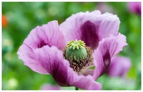 最会心疼老婆的4生肖男,成熟稳重很有才华,家庭生活幸福美满