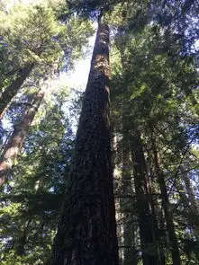 美西自驾游d19安吉利斯港福克斯原始森林