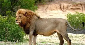 狮子前三强老虎前三强,对比一下就知道它们的差距有多大