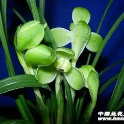 老种前垄3壮苗清秀漂亮