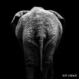 简历中的照片怎么选择